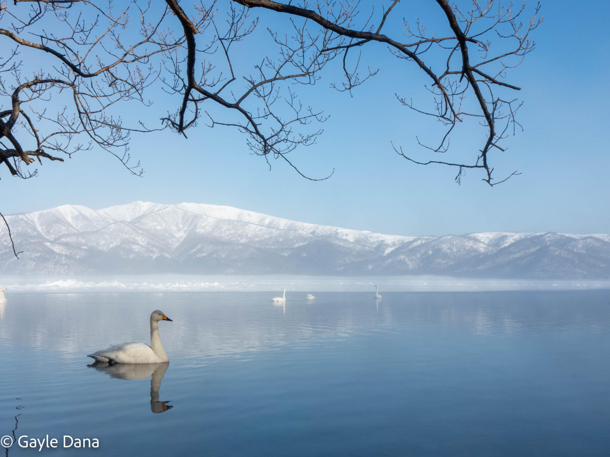 Swans with trees